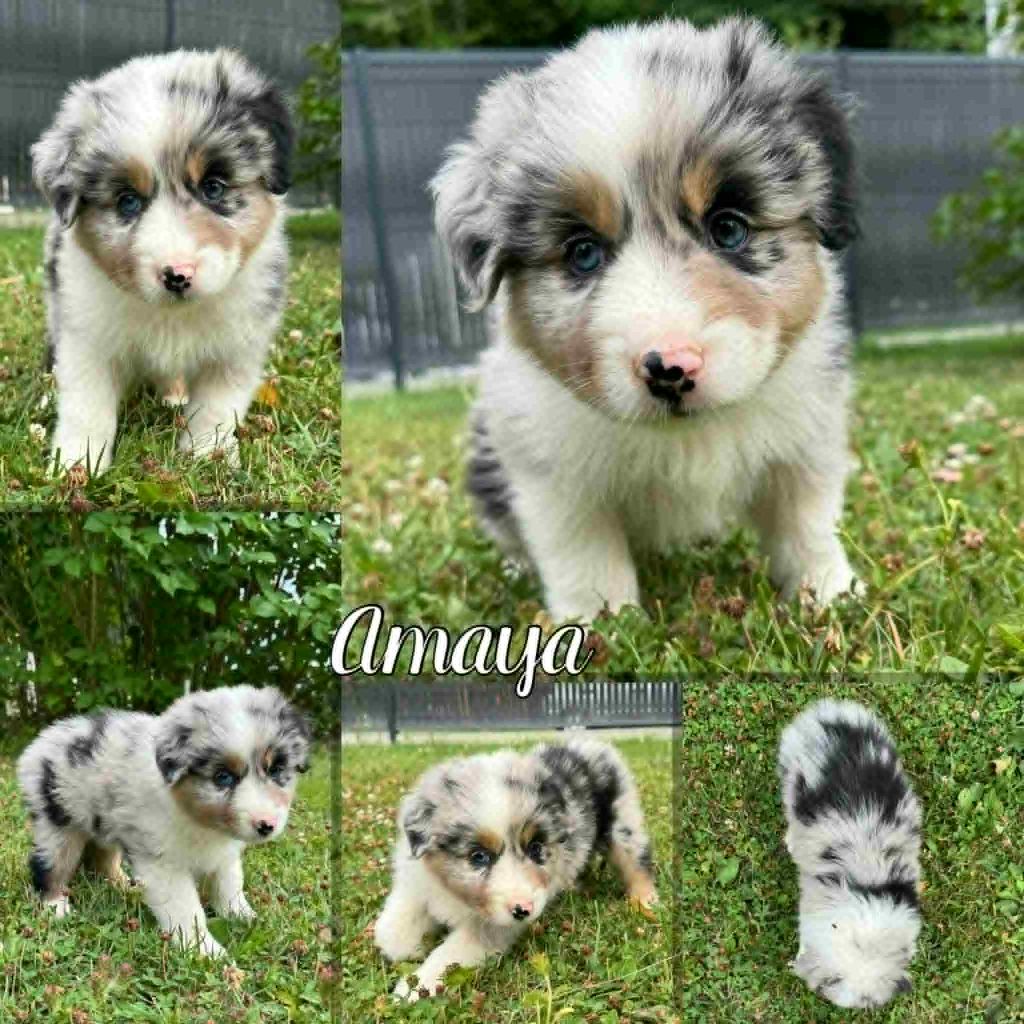 Du Domaine Des Belles Aubois - Chiots disponibles - Berger Australien